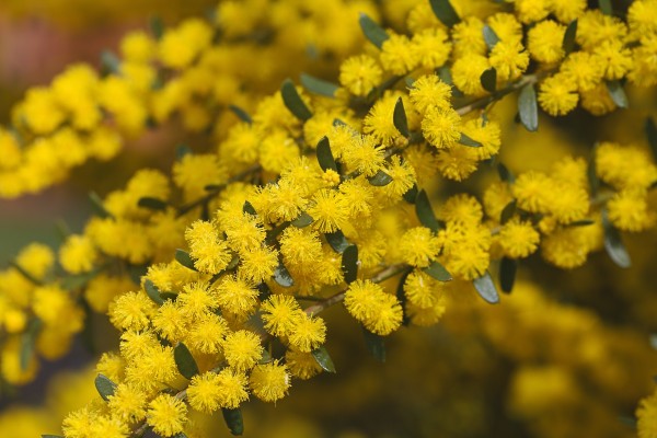  Yellow Wattle Tree Flowers by Joy Watson